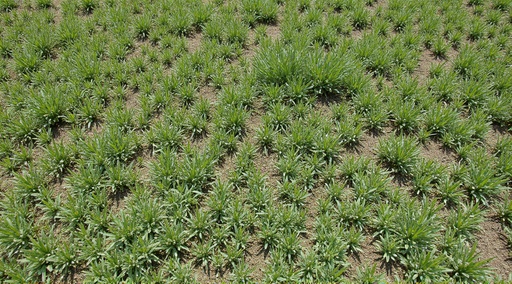 Natural Garden - 무료 다운로드 가능한 Garden