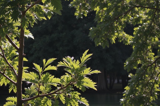 자연 배경 - 무료 다운로드 가능한 자연