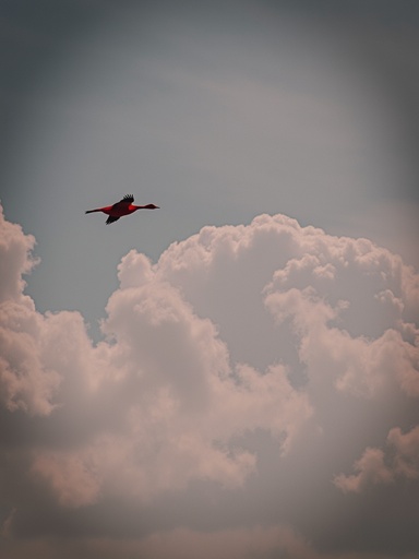 青い空と雲 - 무료 다운로드 가능한 自然