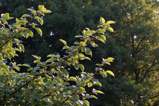 나무 배경 - 무료 다운로드 가능한 자연