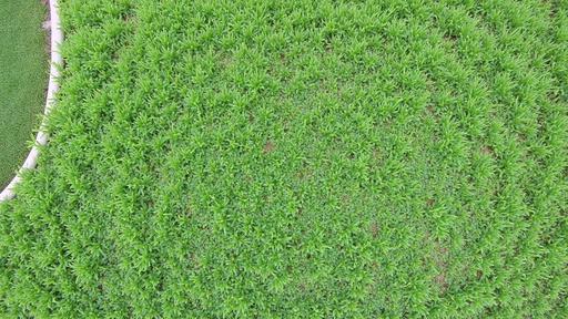 Grass Field - 무료 다운로드 가능한 Nature