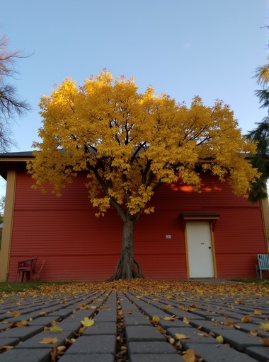 고요한 공원 - 무료 다운로드 가능한 자연